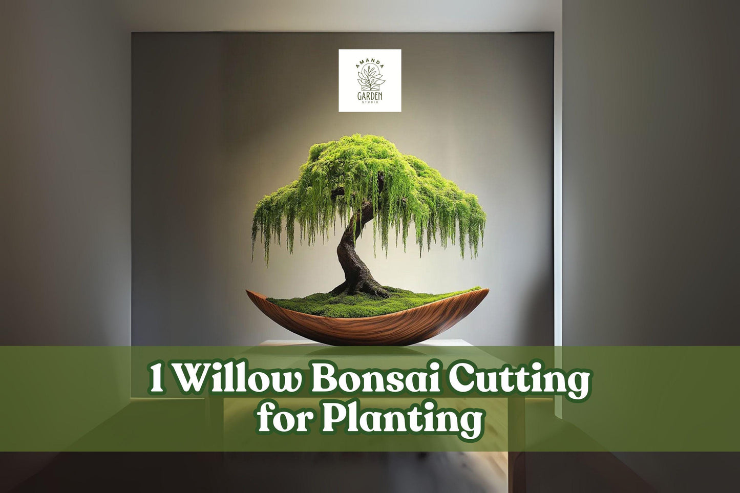 Willow Bonsai Cutting - Bare Root Unrooted Cutting for Propagation - Salix spp. - Ornamental Tree for Bonsai Training