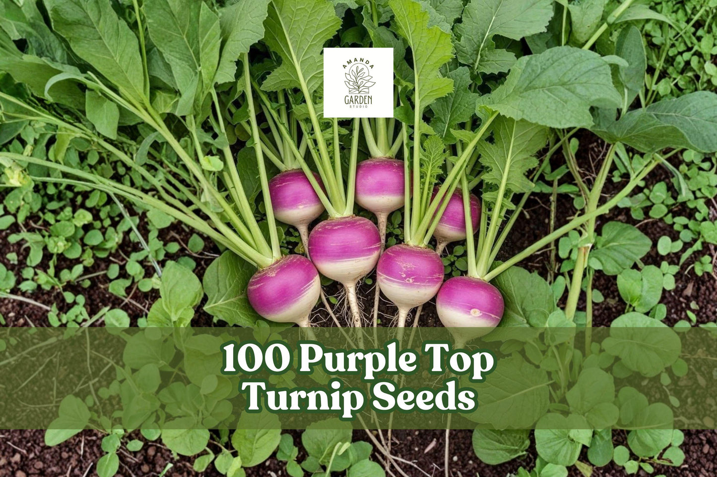 Purple Top Turnip Seeds - 100 Heirloom Non-GMO Seeds for Garden Planting - Brassica rapa - Easy to Grow Cool-Season Vegetable