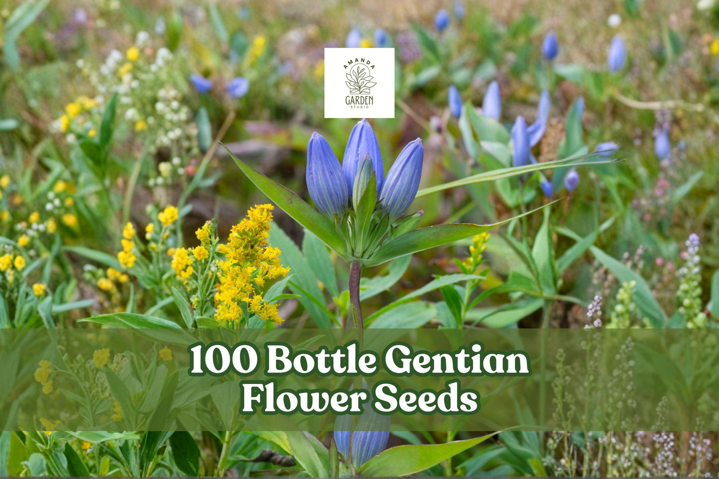 100 Bottle Gentian Flower Seeds for Planting, Blue Blooms, Native Perennial - Gentiana andrewsii