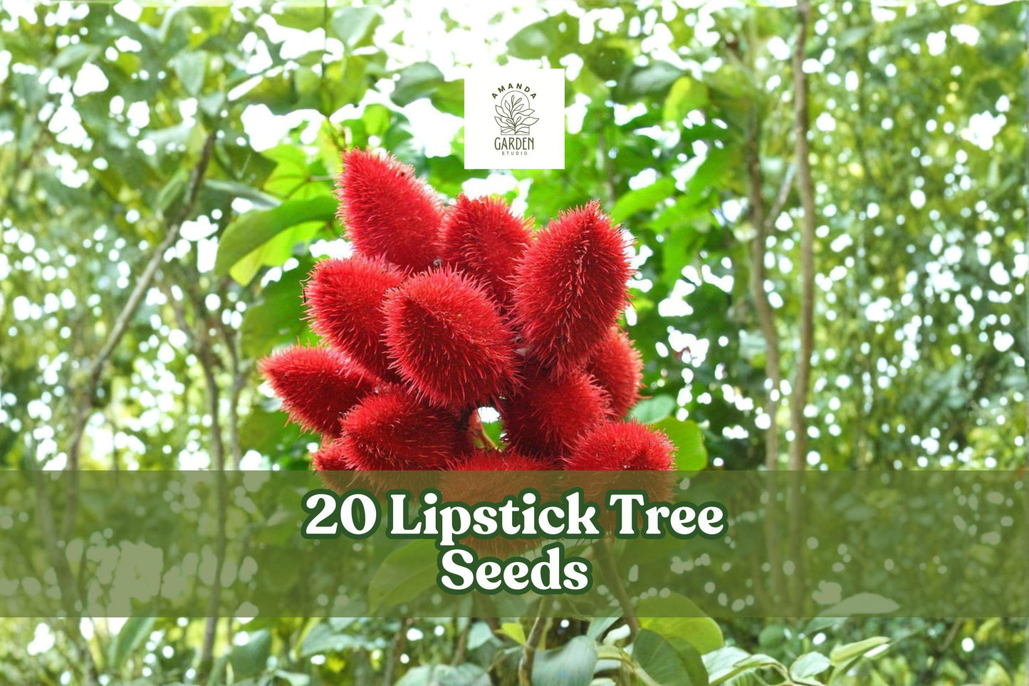 20 Lipstick Tree Seeds for Planting - Bixa orellana - Tropical Ornamental with Distinctive Seed Pods - Ideal for Garden or Containers