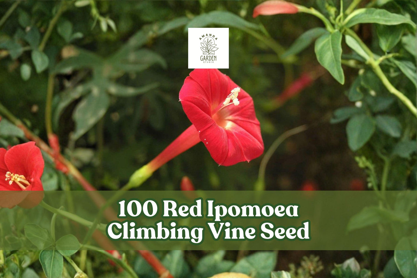 100 Red Ipomoea Climbing Vine Seeds for Planting - Vibrant Red Flowering Ornamental Vine - Ipomoea spp.