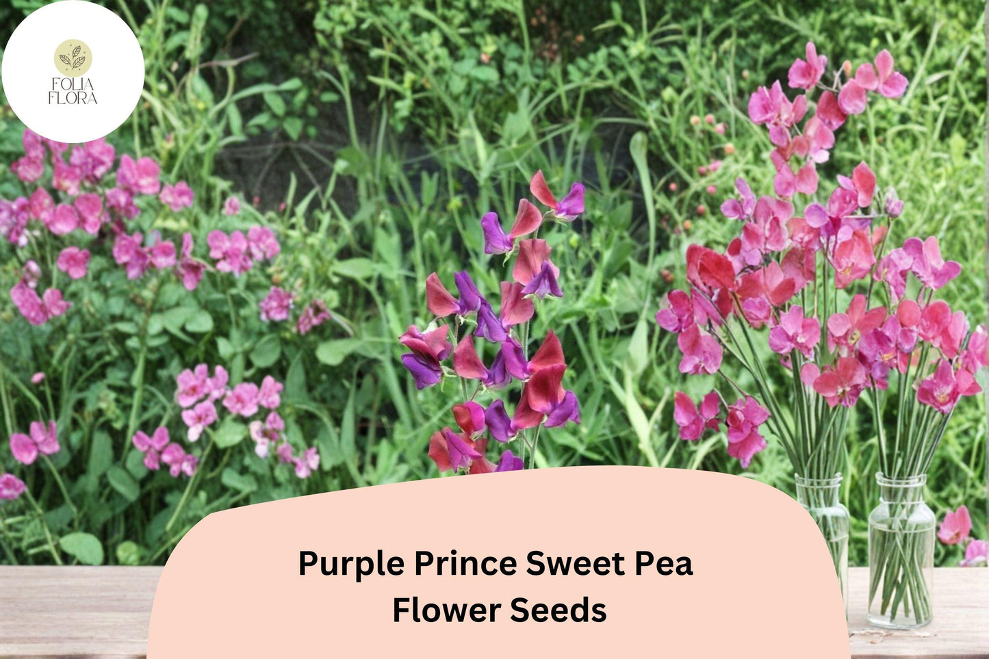 Purple Prince Sweet Pea Seeds - 50+ Fragrant Royal Purple Climbing Flowers, Lathyrus odoratus, Ideal for Trellises and Gardens