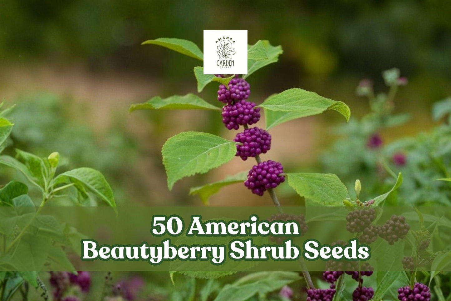 American Beautyberry Seeds - 50 Count - Callicarpa americana - Purple Berry Ornamental Shrub for Gardens & Landscapes