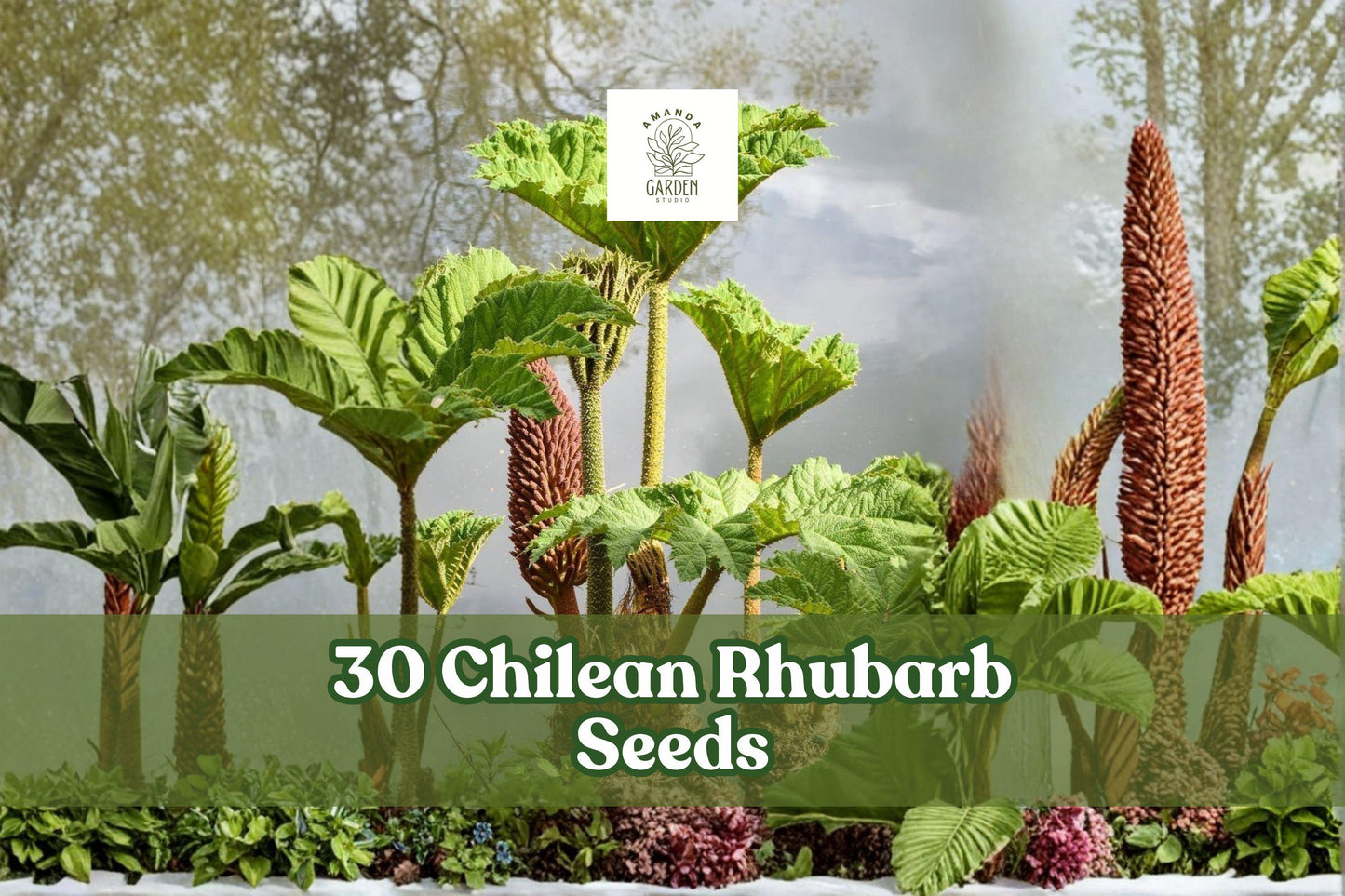 Chilean Rhubarb Seeds - 30 Pack - Ornamental Foliage Plant - Gunnera tinctoria - Large Leaves for Outdoor Gardens