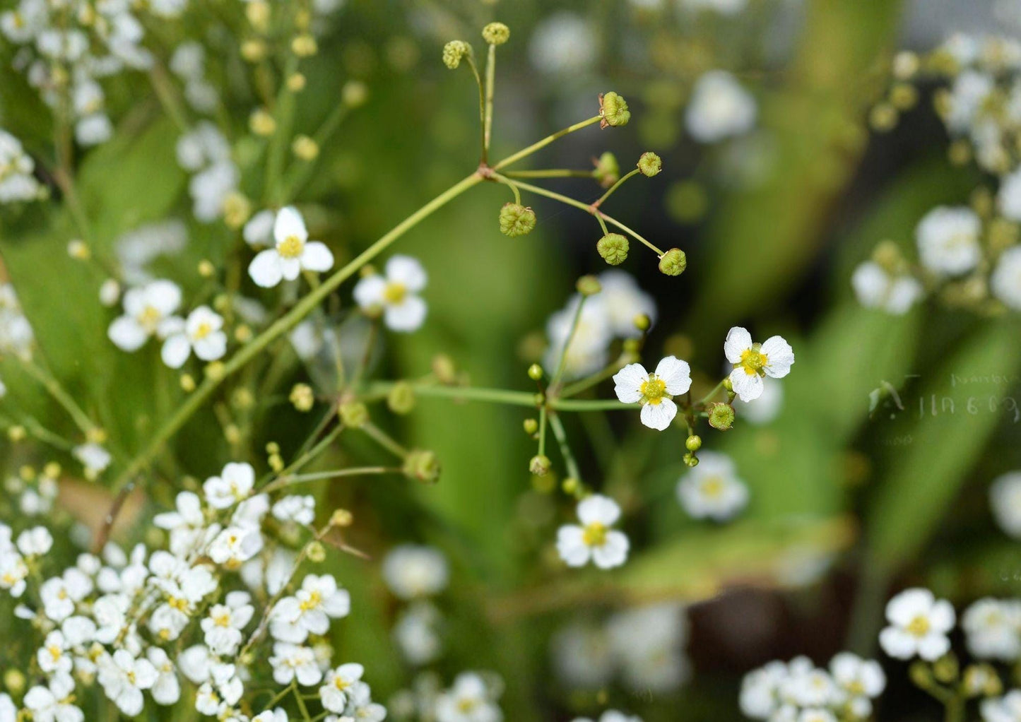 Large Flowered Water Plantain Seeds – Native Aquatic Plant for Pollinators, 300 Seeds - Alisma subcordatum