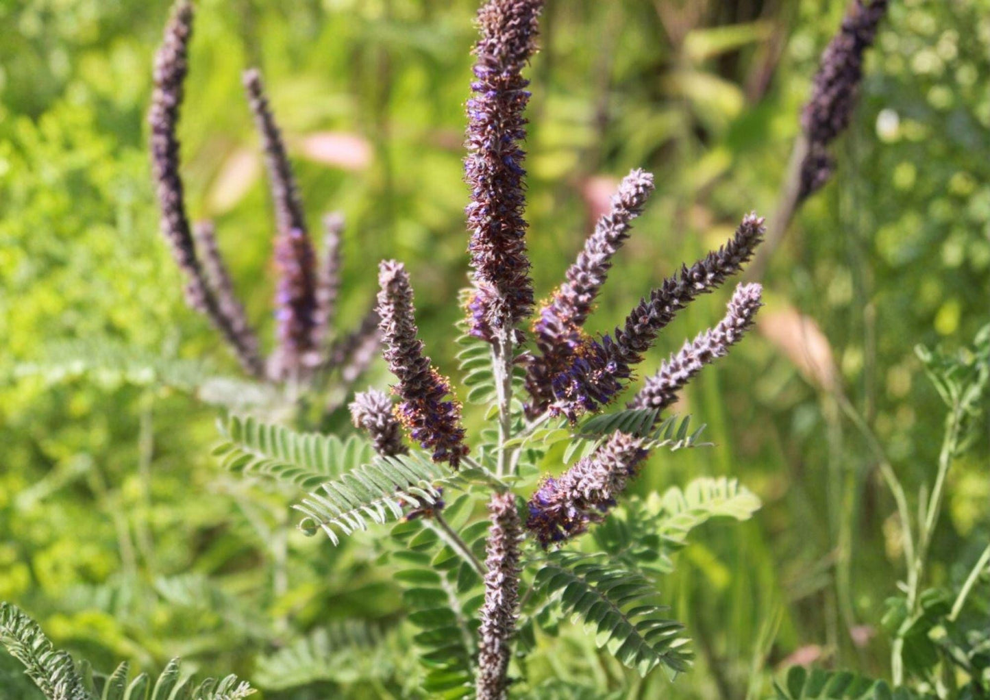 Lead Plant Seeds - Purple Flower Spikes - Drought Tolerant - Amorpha Canescens - Native Perennial Seed Pack