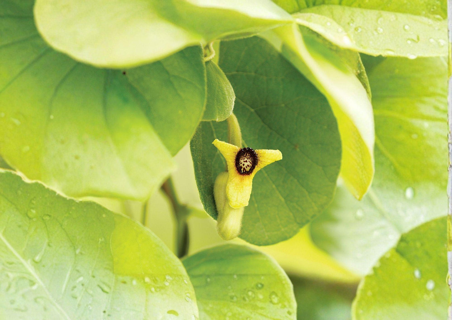 Dutchman's Pipevine Seeds – 10 Fresh Seeds, Aristolochia tomentosa, Swallowtail Host Plant for Butterfly Gardens