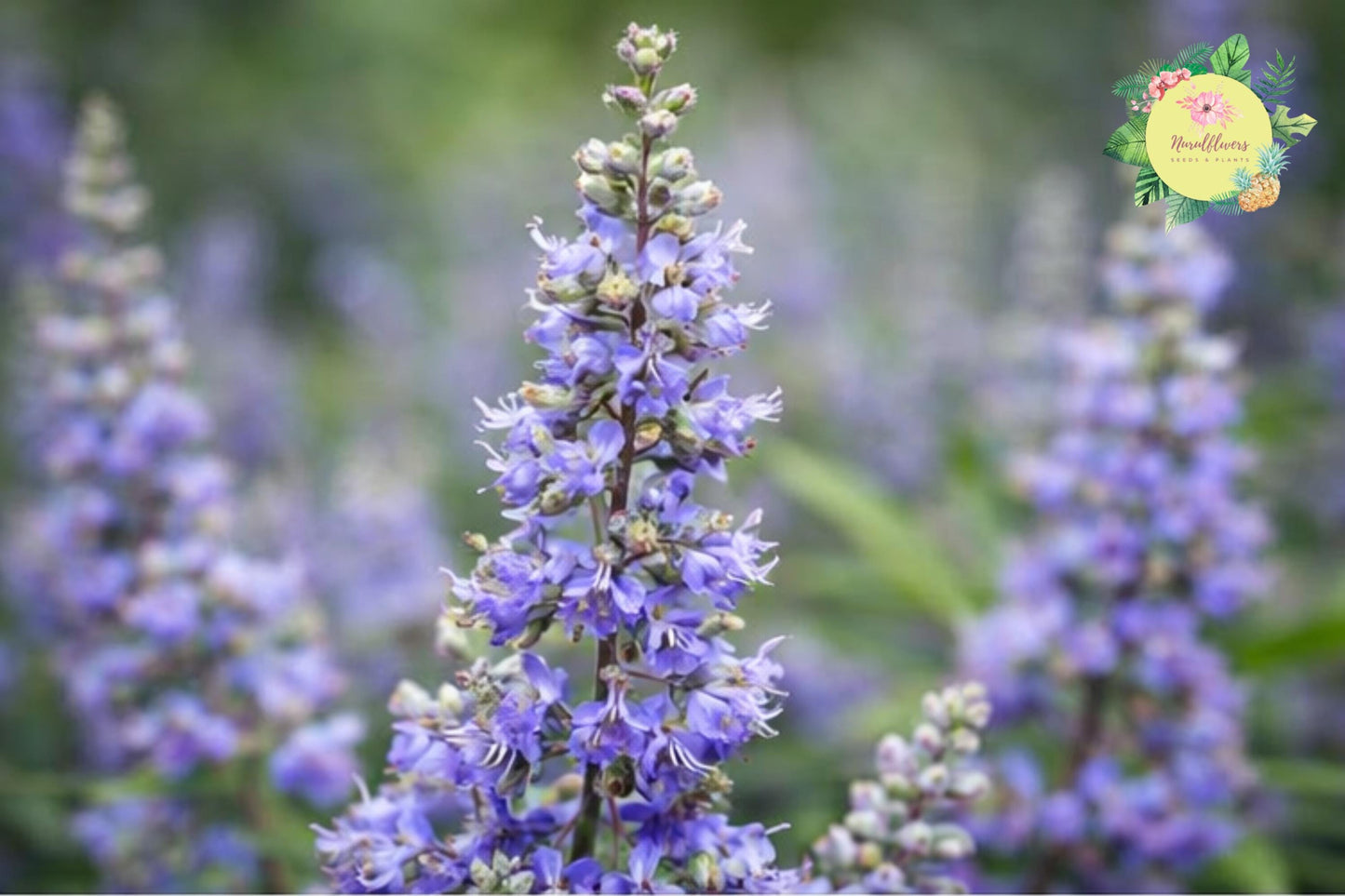 Chasteberry Tree Bare-Root 2 Pack - Lilac Chastetree - Vitex Agnus-Castus - Drought-Tolerant Pollinator Plant