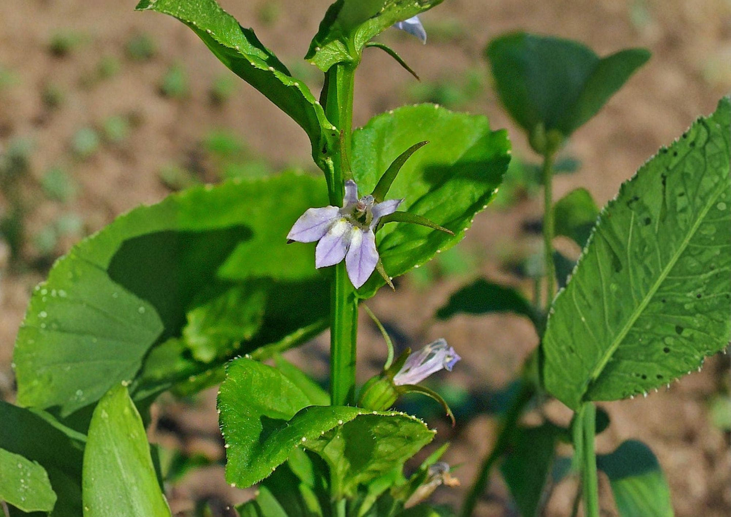 Indian Tobacco Seeds - 500 Pack - Lobelia Inflata, Fast Growing Native Wildflower Seeds for Garden and Pollinator Attraction