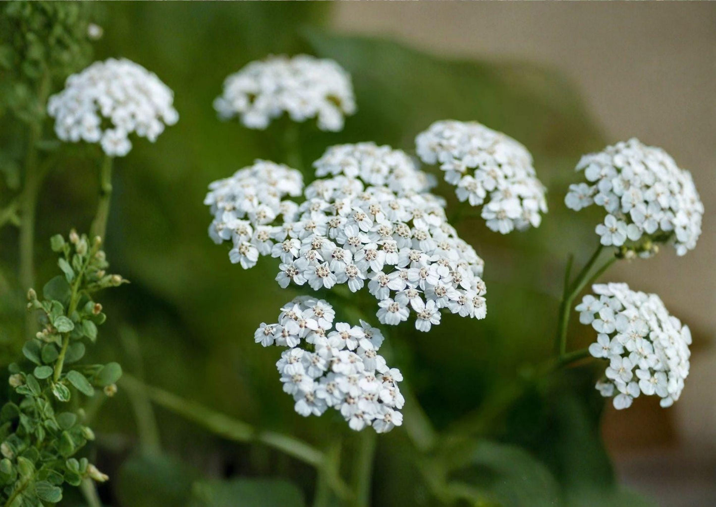 Western Yarrow Seeds 500 Count - Native White Wildflower, Achillea millefolium, Easy to Grow