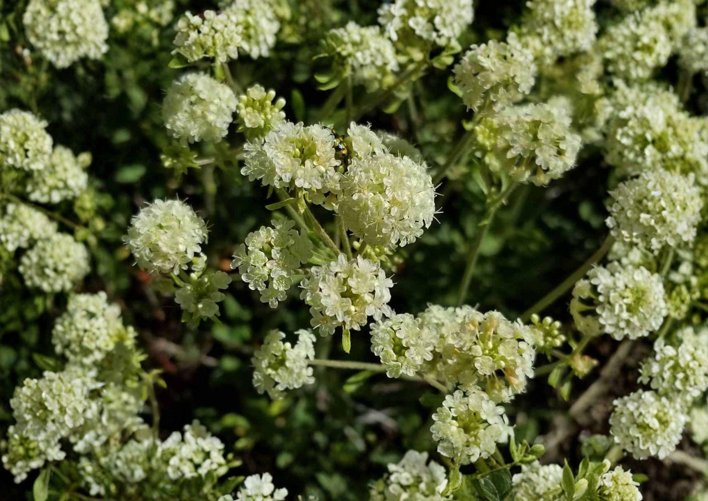 Parsnipflower Wild Buckwheat Seeds - 50 Drought Tolerant Native Perennial Seeds for Pollinators - Fast Growing Plant