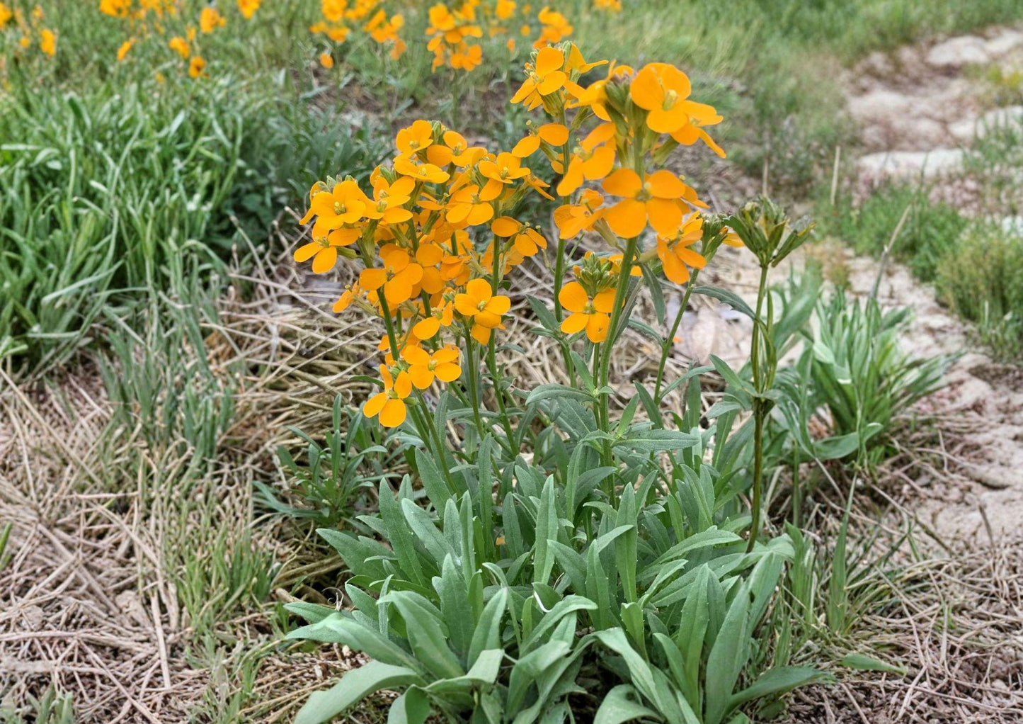 Western Wallflower Seeds - 100 Count - Native Orange Pollinator Plant - Erysimum capitatum