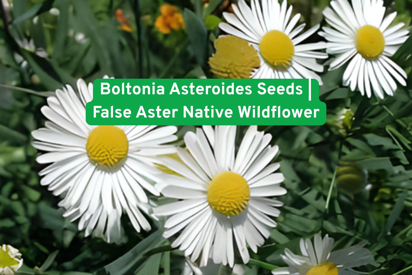 Boltonia Asteroides Seeds | False Aster Wildflower | Native Perennial | Late Summer Blooms | White/Pale Pink Flowers