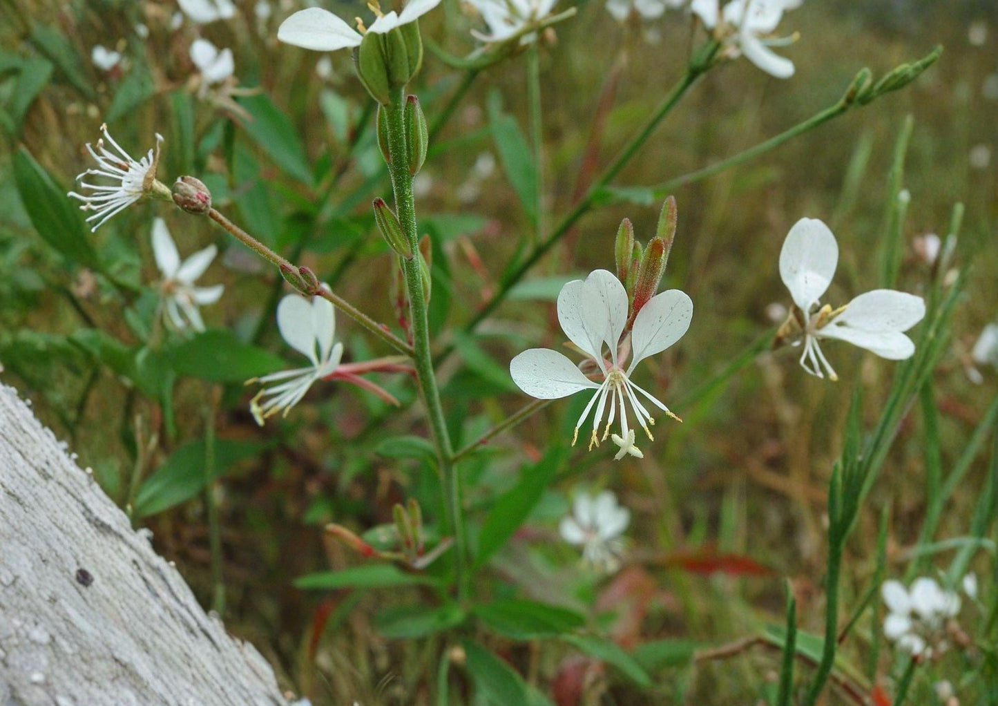 Gaura Biennis Seeds - Native White Pink Beeblossom, Fast Growing Pollinator Meadow Plant, Perennial Wildflower