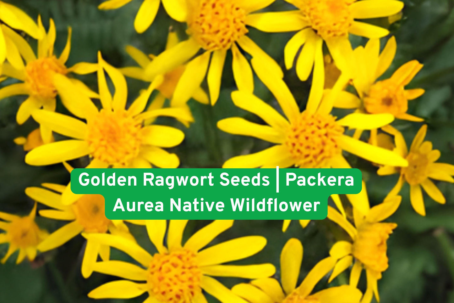 Golden Ragwort Seeds - Packera Aurea - Native Wildflower for Shade Gardens & Groundcover - Yellow Perennial