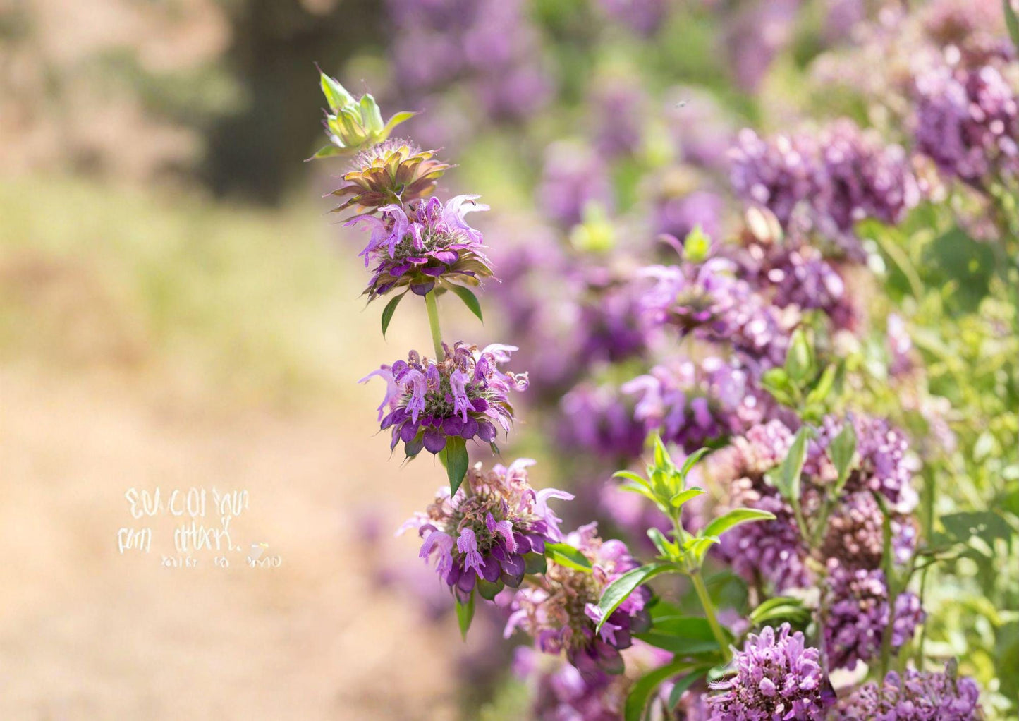 Lemon Bee Balm Seeds - 100 Non-GMO Purple Wildflower Seeds for Pollinator Garden - Monarda citriodora