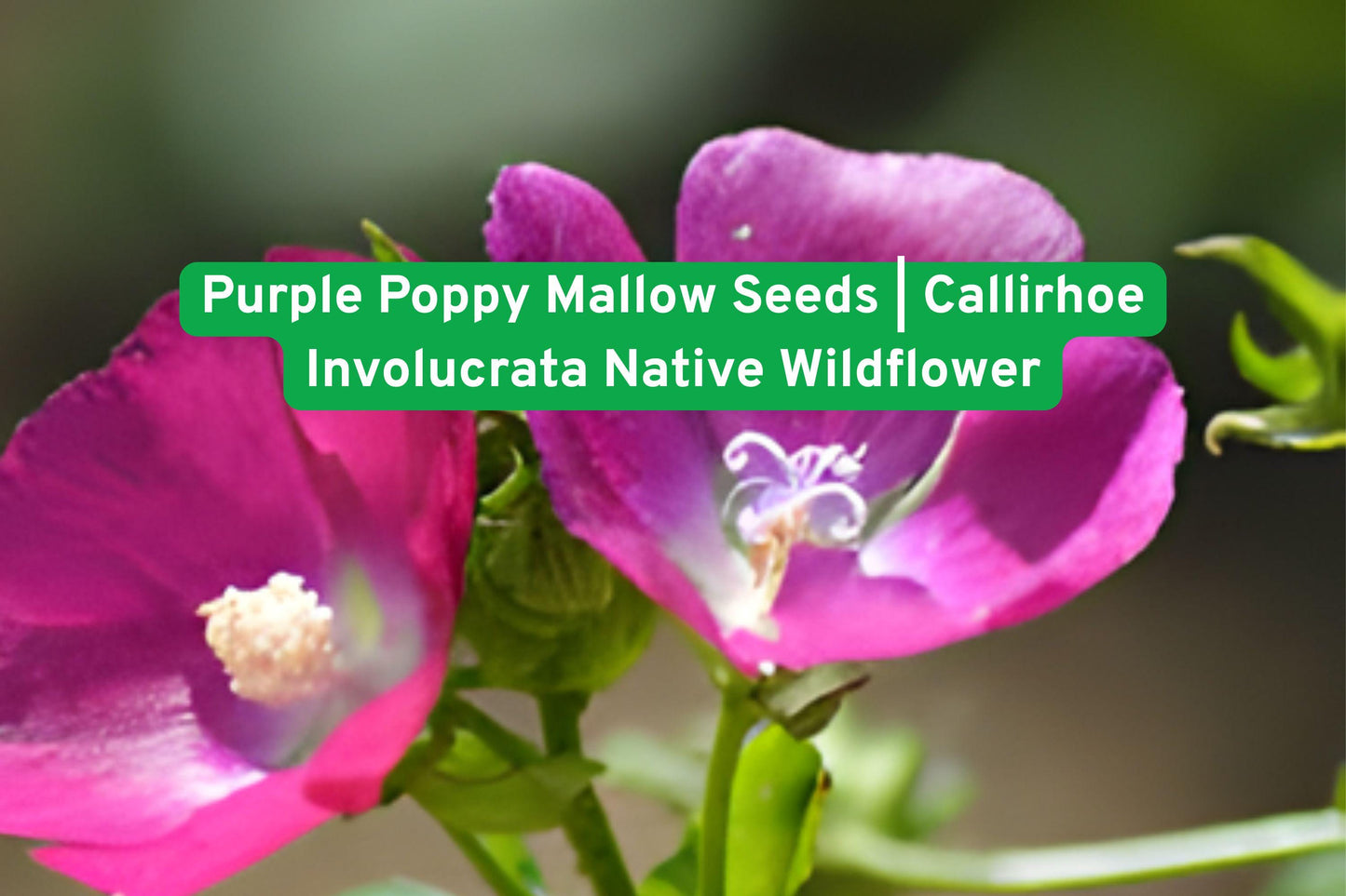 Purple Poppy Mallow Seeds | Drought Tolerant Groundcover | Callirhoe Involucrata | Native Wildflower for Sunny Gardens