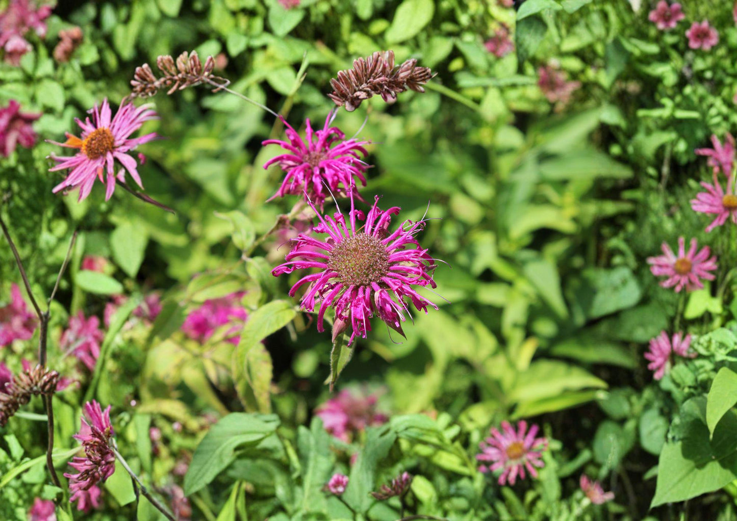 Purple Bergamot Seeds - Lavender Pink Bee Balm, Pollinator Wildflower Seeds (100 Pack) - Monarda fistulosa