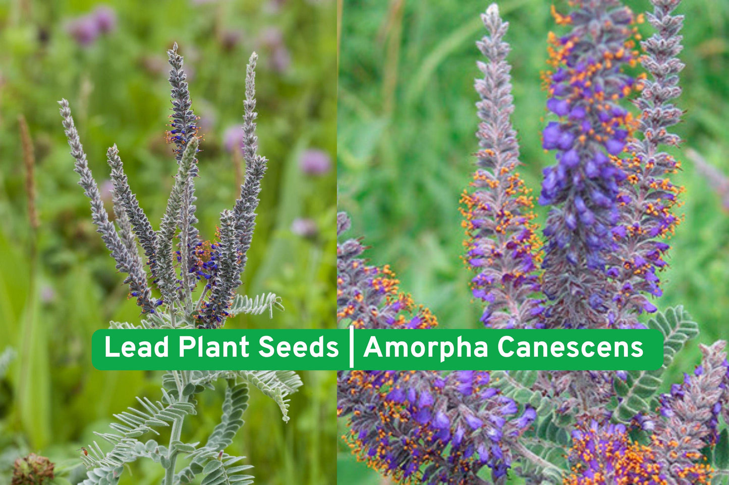 Purple Poppy Mallow Seeds | Drought Tolerant Wildflower | Callirhoe Involucrata | Pollinator Garden Essential