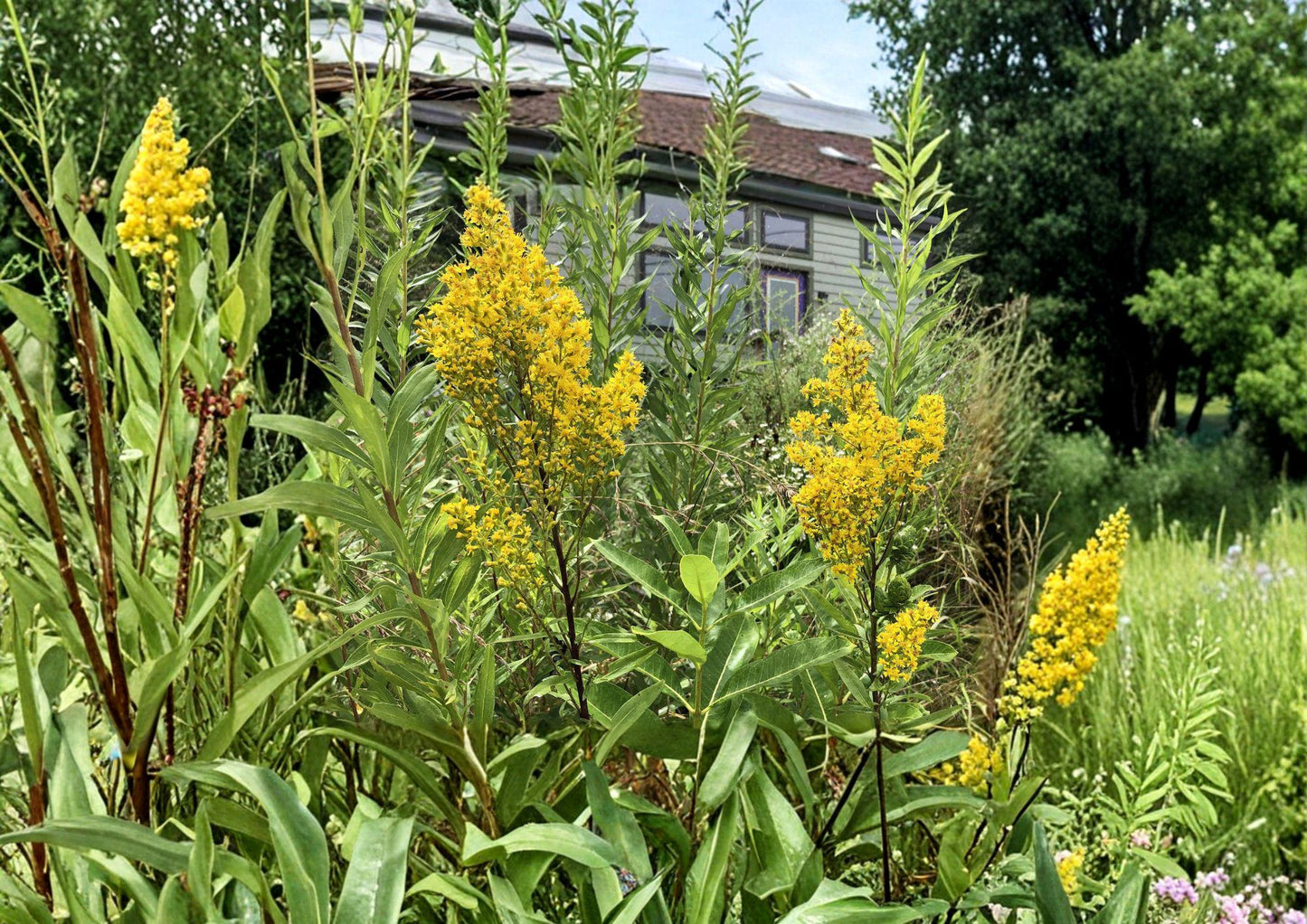 Showy Goldenrod Seeds - Solidago speciosa - Native Pollinator Wildflower Seeds - Fresh Stock for Gardening