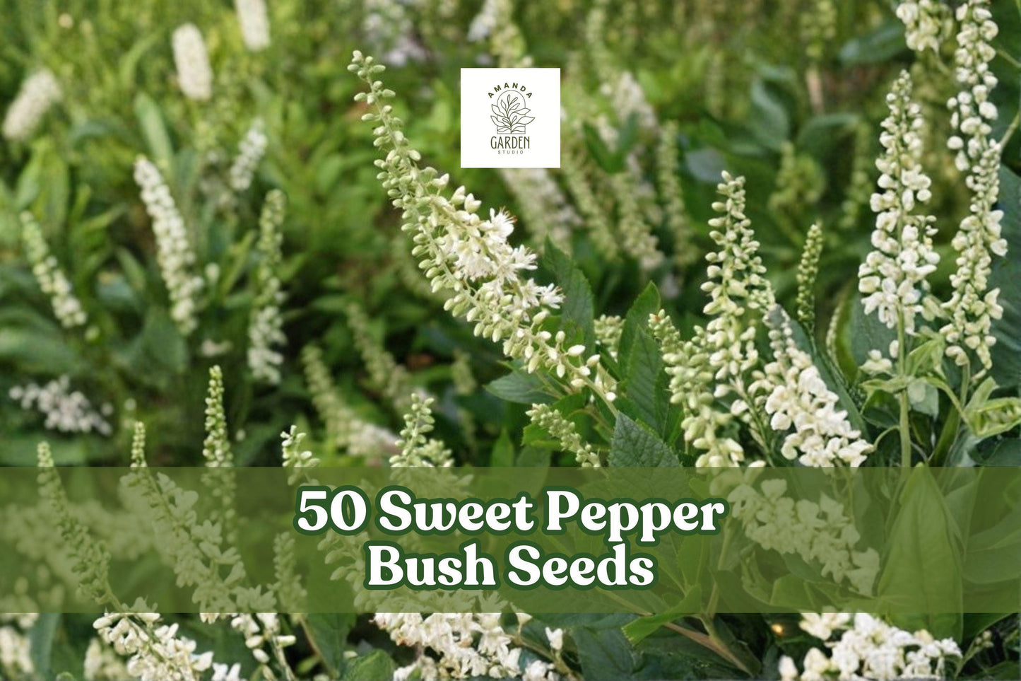 50 Sweet Pepper Bush Seeds - Fragrant White Flowering Shrub - Clethra alnifolia - Shade Tolerant, Moist Soil Adaptable
