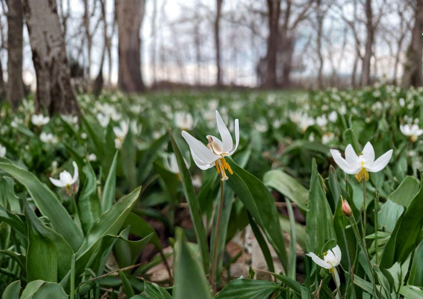 White Trout Lily Seeds - Native Spring Wildflower, Shade Garden, 5 Seeds - Erythronium albidum