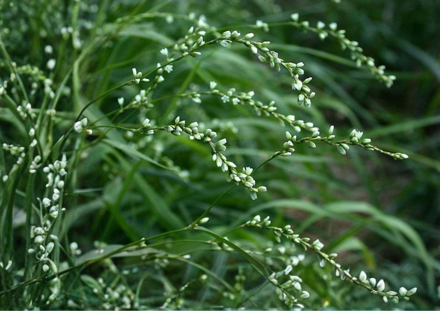 Smartweed Seeds - Native Pink Wildflower for Rain Gardens - Polygonum spp.