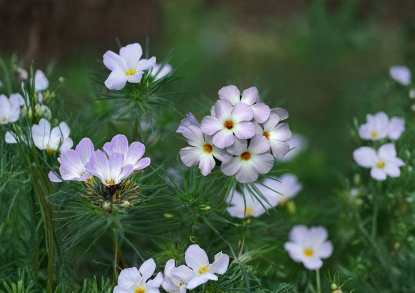 Mountain Phlox Seeds, Pink & Blue Wildflower Mix, Linanthus grandiflorus, Easy to Grow Garden Seeds