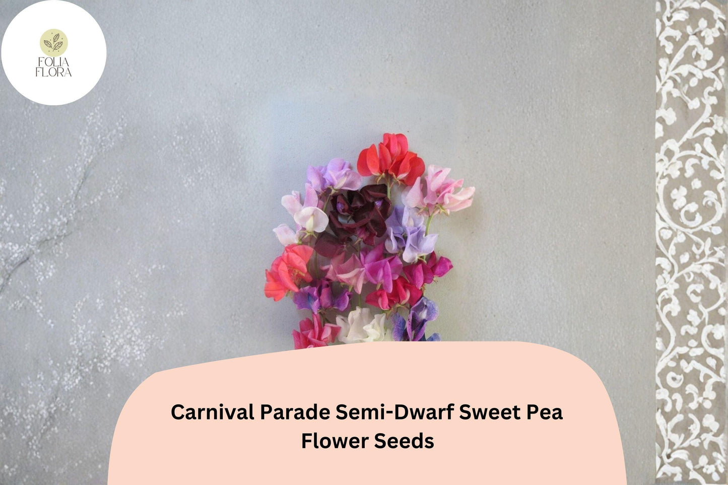 50+ Carnival Parade Sweet Pea Seeds | Multi-Color Compact Flowers | Lathyrus odoratus ‘Carnival Parade’ | Ideal for Trellises & Gardens