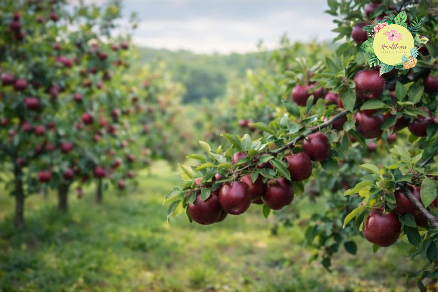 Arkansas Black Apple Grafted Fruit Tree Bare-root - Malus domestica Heirloom Variety for Home Orchards