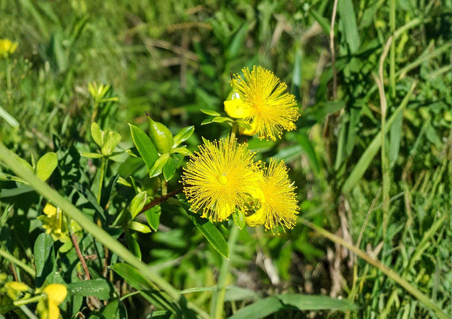 St John's Wort Seeds 500mg Yellow Wildflower Hypericum pyramidatum - Native Perennial Garden Plant