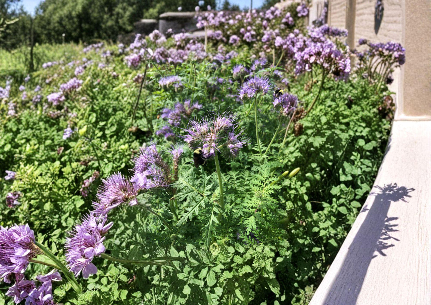 Lacy Phacelia Seeds - Purple-Blue Wildflower for Bee & Pollinator Garden - Phacelia tanacetifolia