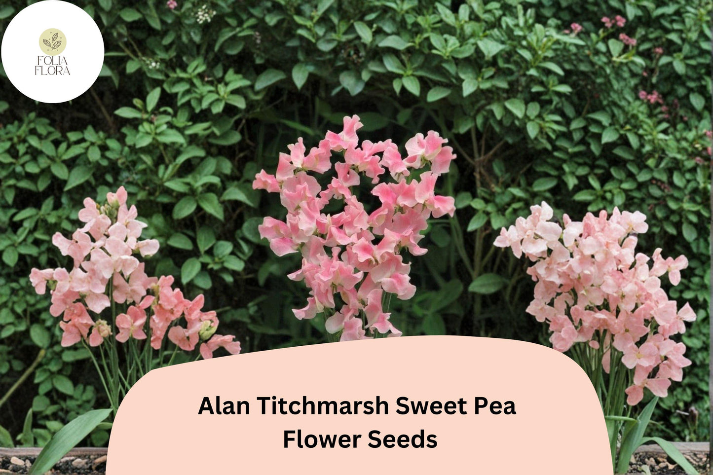 50+ Sweet Pea Seeds | Salmon-Pink Heirloom Climbing Flowers | Lathyrus odoratus 'Alan Titchmarsh' | Garden Trellis Blooms
