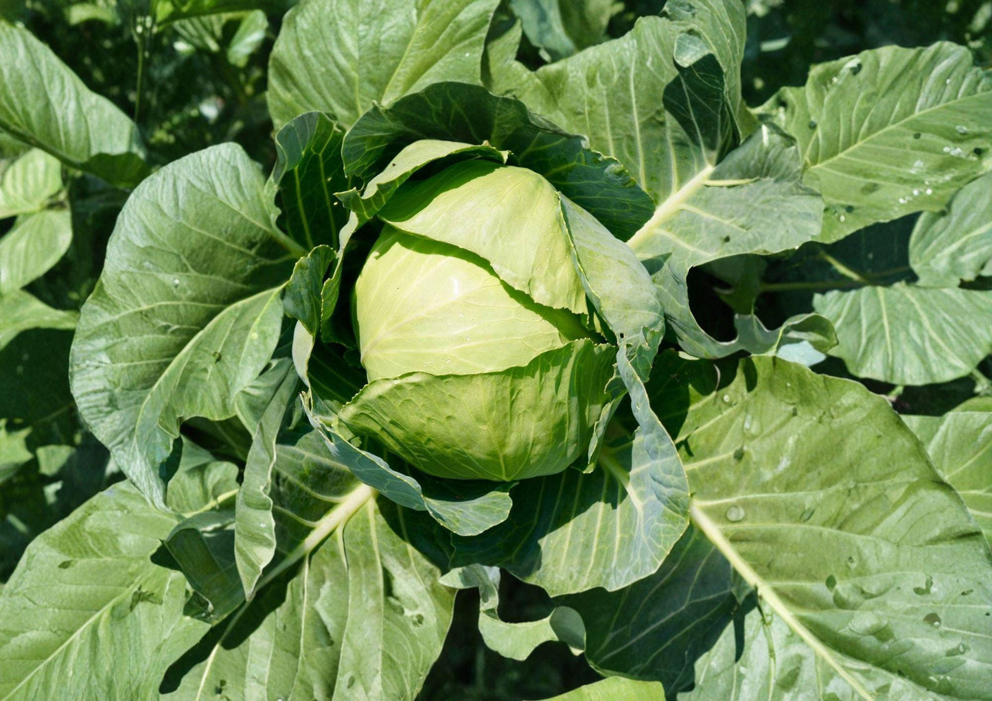 Cabbage Seeds - 500 Heirloom Seeds - Copenhagen Market Variety - Easy to Grow