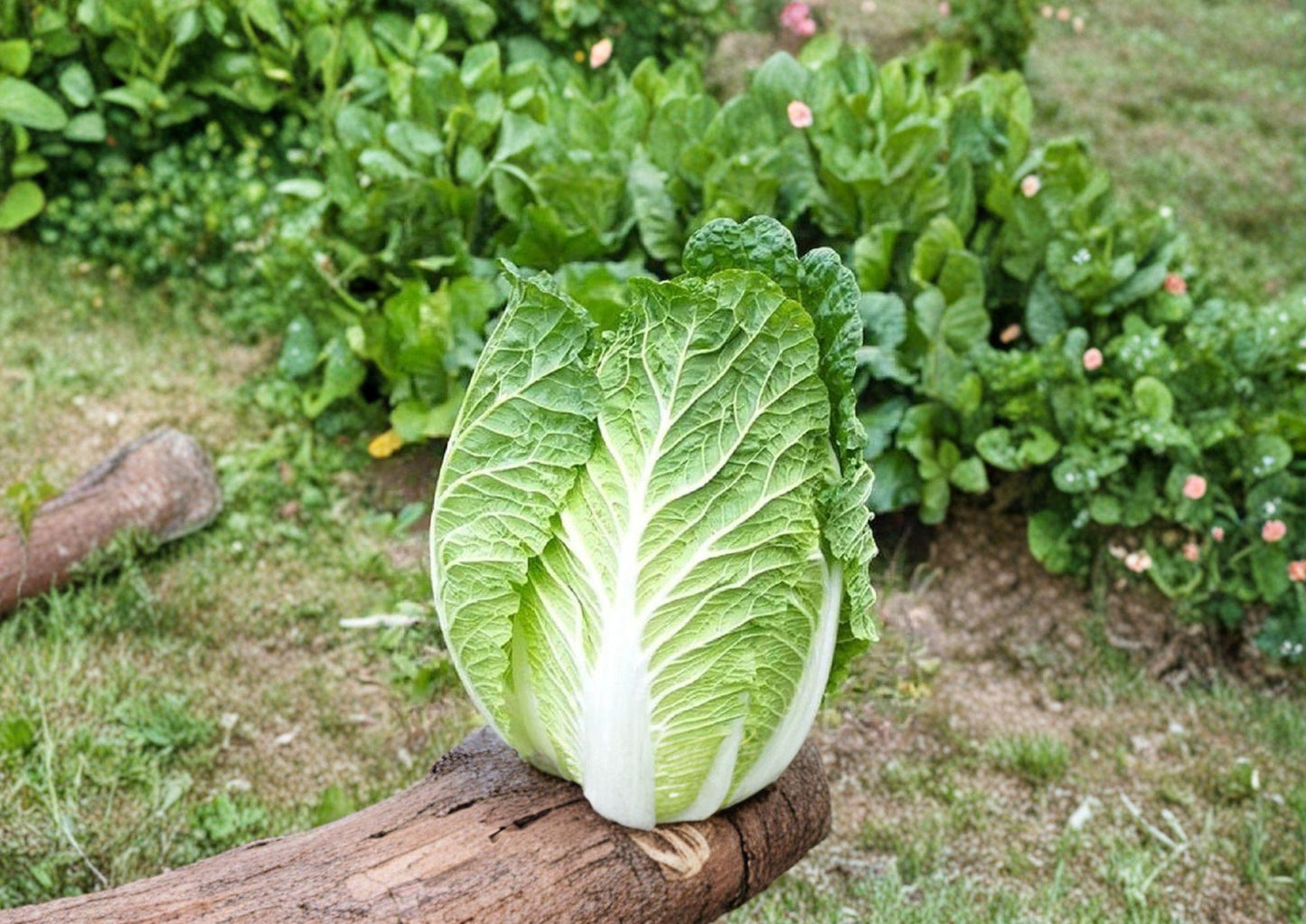 Heirloom Michihli Cabbage Seeds - 300 Napa-Type Seeds - New Harvest Quality - Brassica rapa var. pekinensis