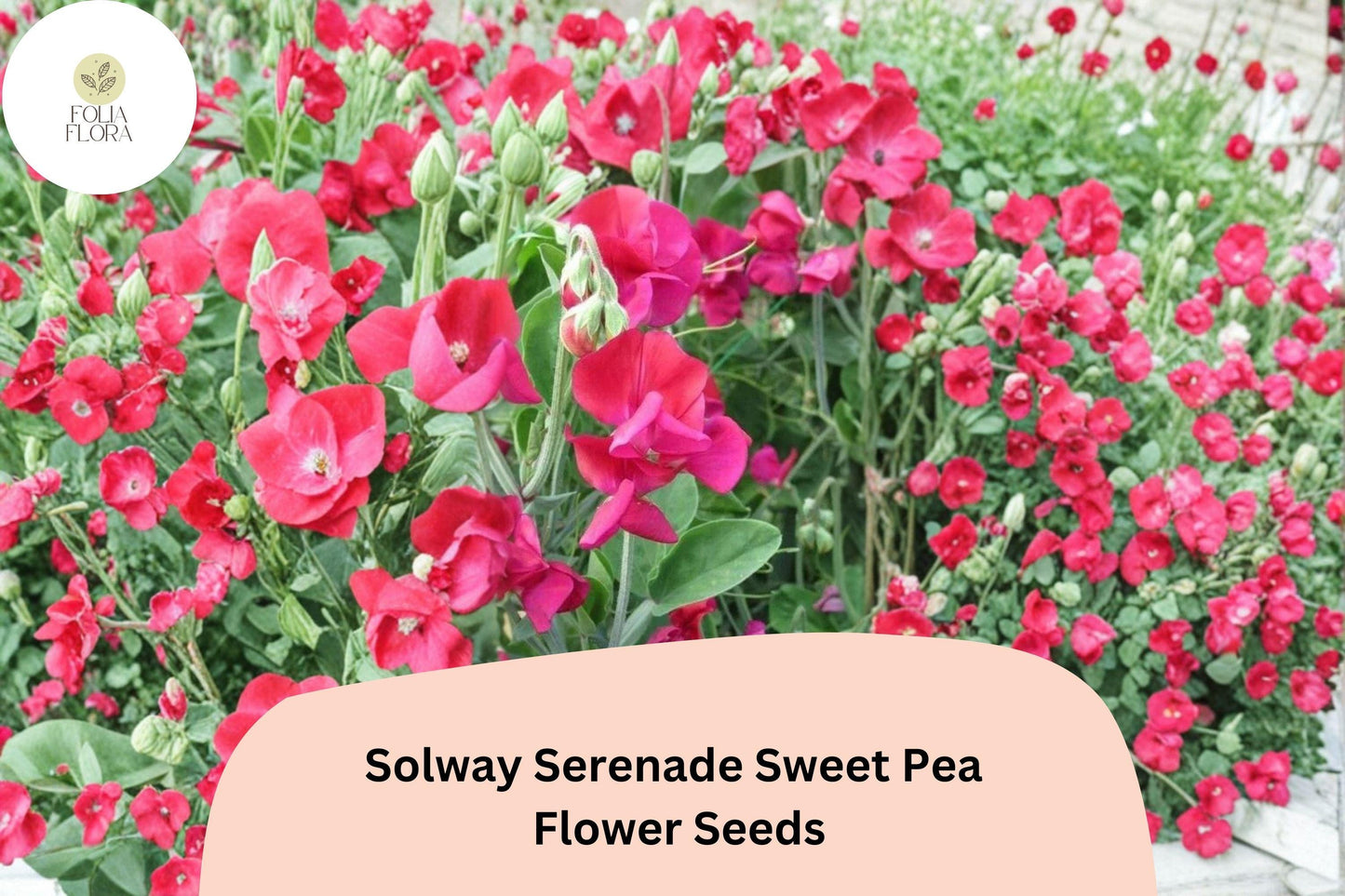 50+ Sweet Pea Seeds | Solway Serenade Semi-Dwarf | Soft Pink Climbing Flowers | Lathyrus odoratus ‘Solway Serenade’