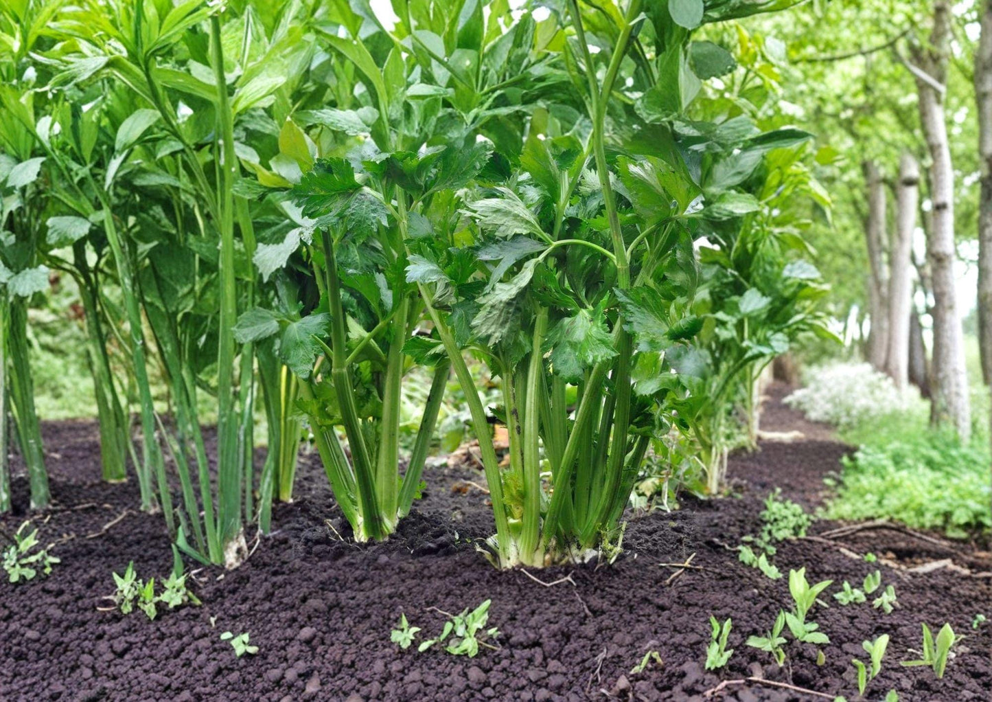 Tall Utah Celery Seeds - 2000 Heirloom Seeds, Crisp Green Stalks, Easy to Grow - Apium graveolens