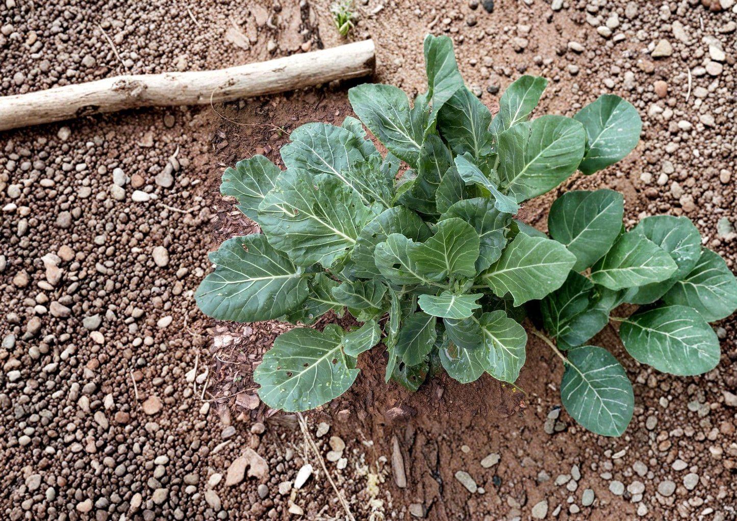 Champion Collard Seeds - Heirloom Cold Hardy High Yield Variety - Brassica oleracea (500 Seeds)