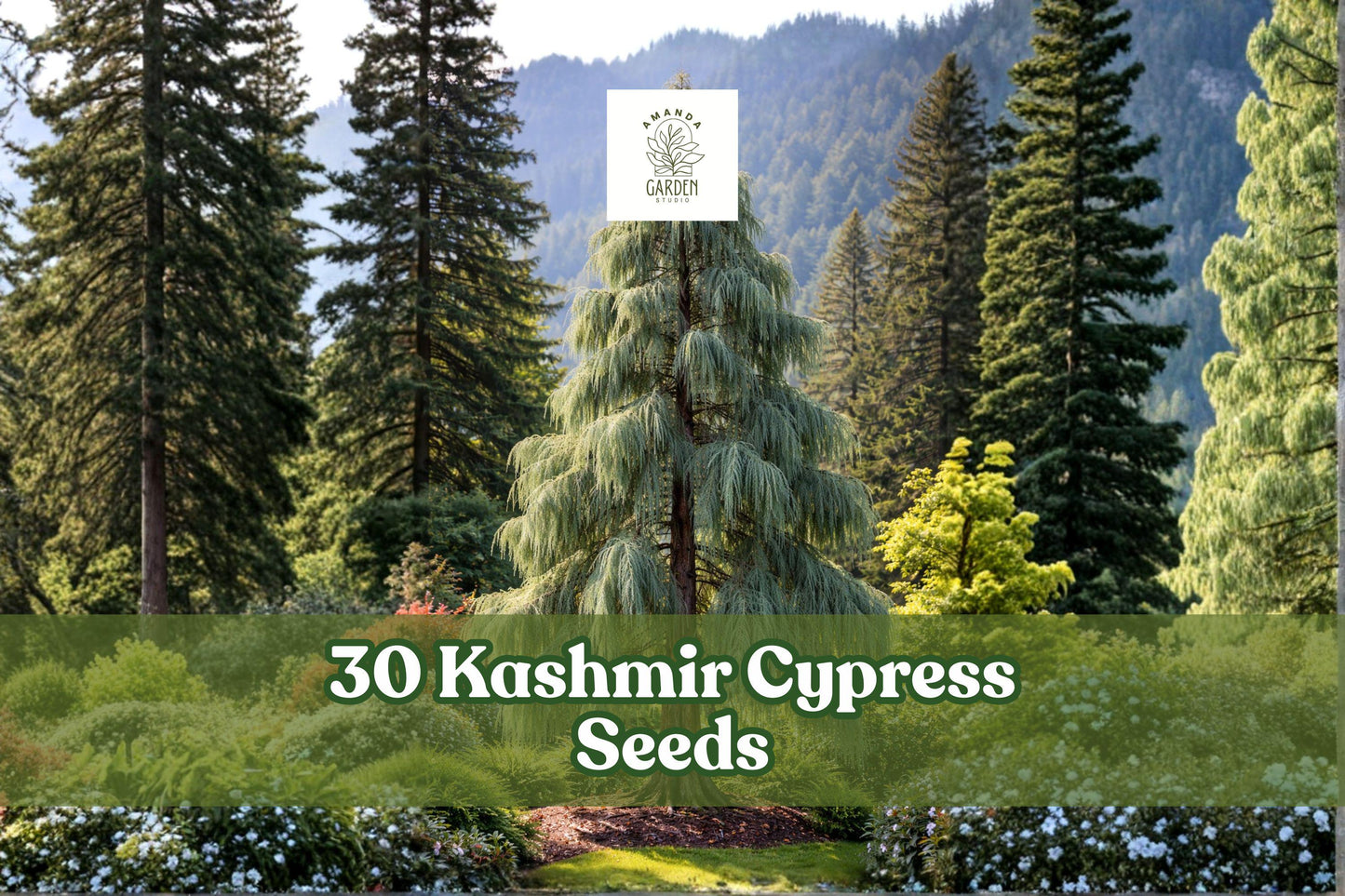 30 Kashmir Cypress Seeds - Cupressus cashmeriana Weeping Evergreen - Blue-Green Foliage for Ornamental Gardens