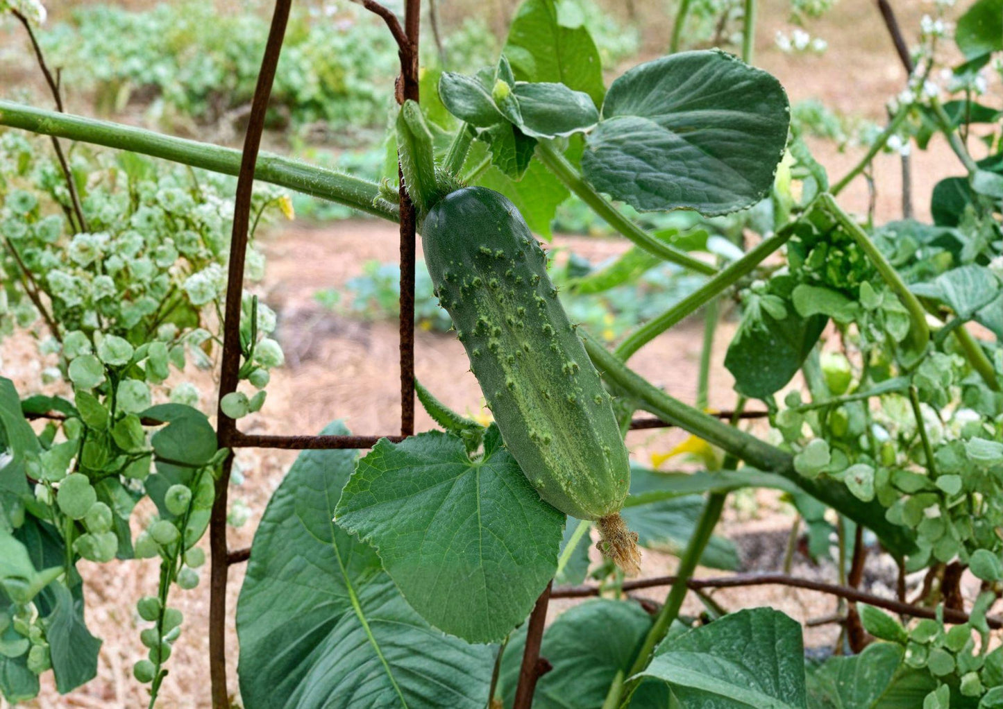 Heirloom National Pickling Cucumber Seeds - Fast Growing (50 Seeds) - Cucumis sativus