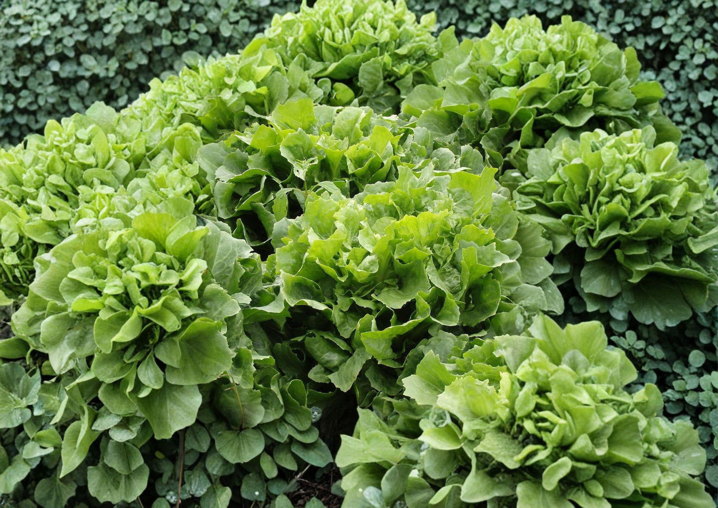 Escarole Seeds 1000 Count, Heirloom Broadleaf Batavian Crisp Green, Cichorium endivia