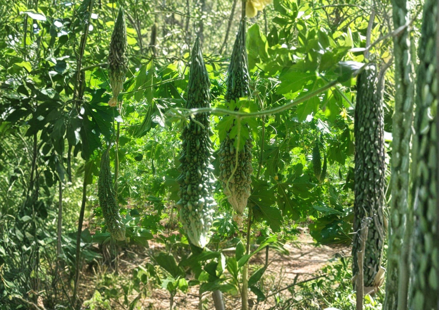 Futo Spindle Bitter Gourd Seeds - 5 Heirloom Vegetable Seeds, Climbing Vine Plant - Momordica charantia