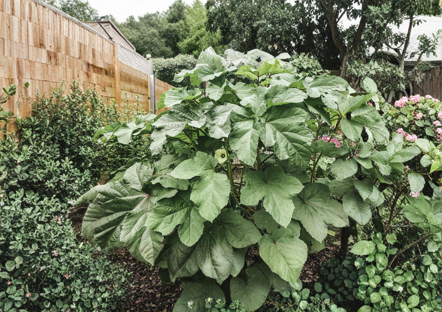 Clemson Spineless Okra Seeds - 100 Heirloom Seeds, High Yield, Warm Season Crop - Abelmoschus esculentus