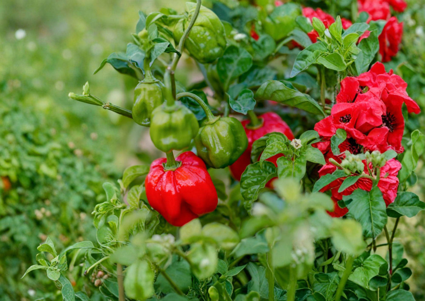 Heirloom Scotch Bonnet Red Pepper Seeds - 25 Non-GMO Chili Seeds for Caribbean Cuisine - Capsicum chinense