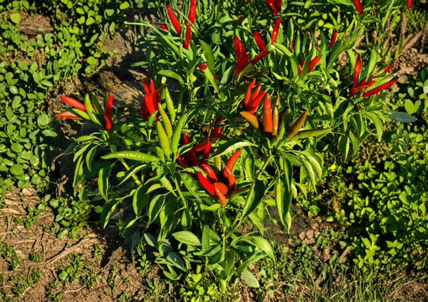 Thai Garden Bird Hot Pepper Seeds - 25 Heirloom Extra Spicy Chili Seeds - Capsicum annuum