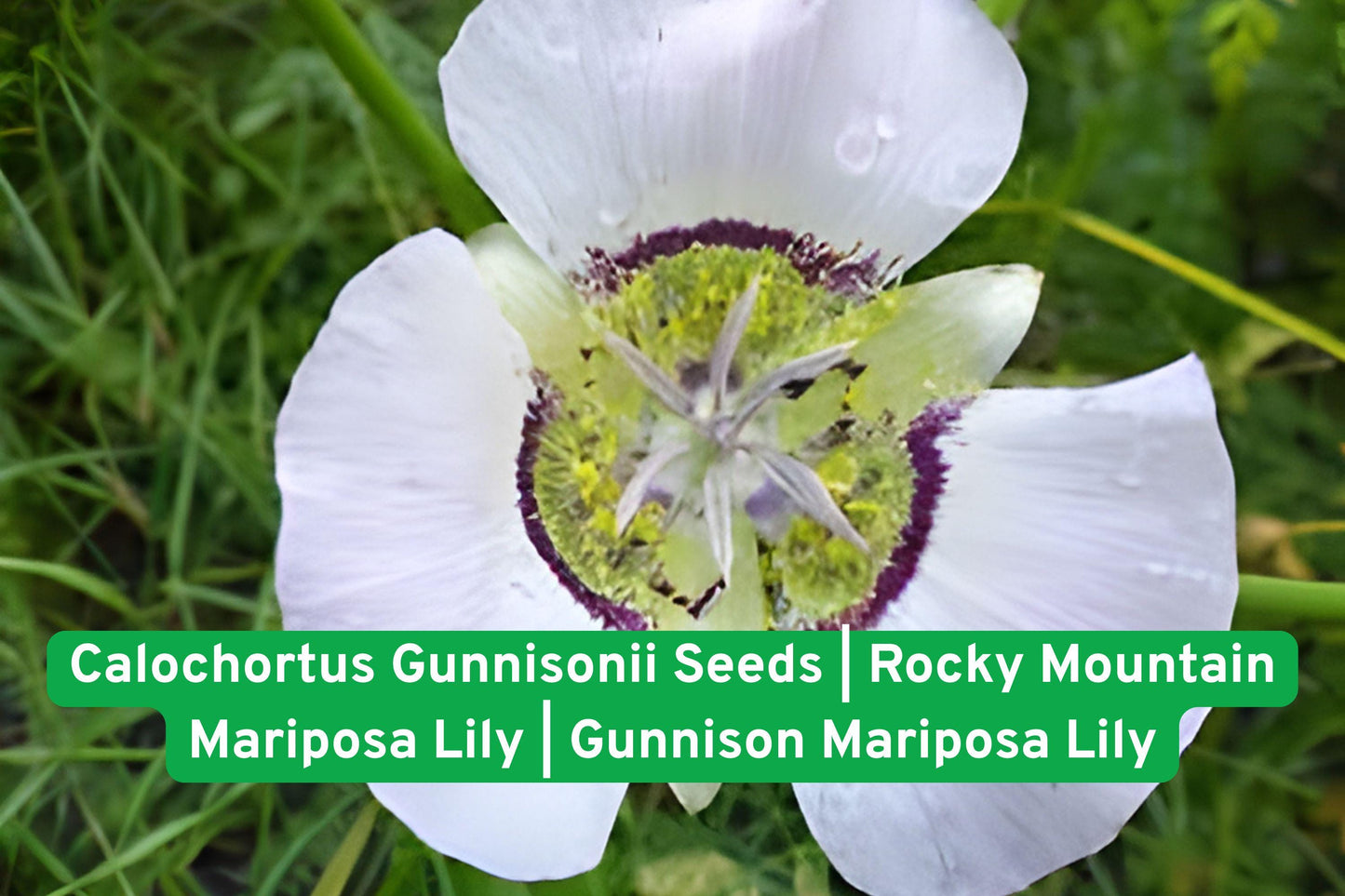 Rocky Mountain Mariposa Lily Seeds | Calochortus gunnisonii | Native Wildflower for Rock Gardens & Pollinator Landscapes