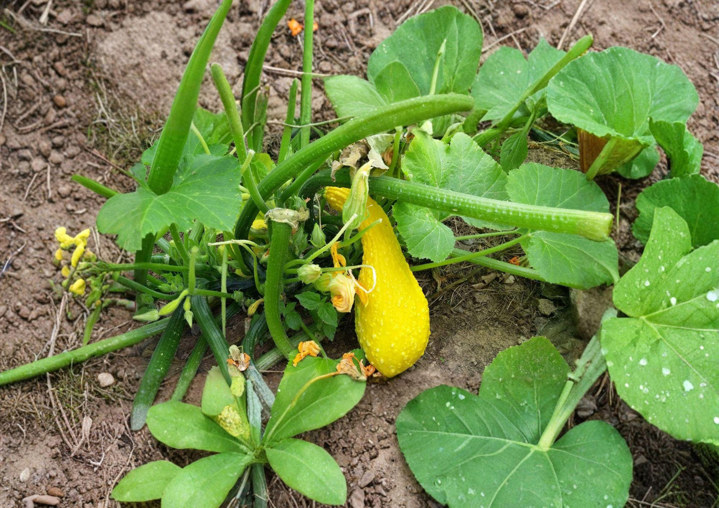 Heirloom Crookneck Squash Seeds - Yellow Summer Vegetable Garden - 10 Easy to Grow Seeds - Cucurbita pepo