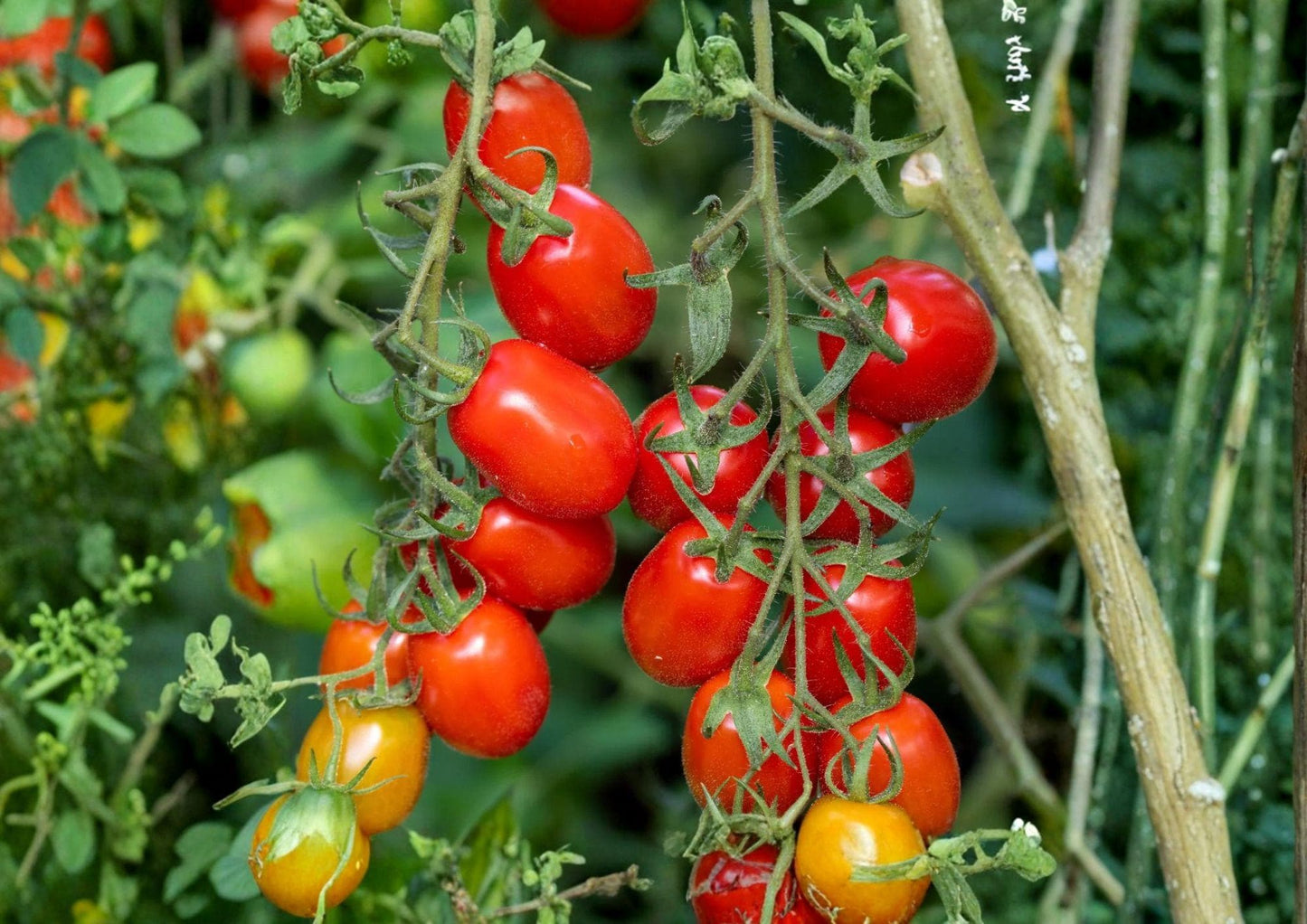 Heirloom Roma Tomato Seeds - Plum Paste Variety - Non-GMO - Perfect for Rich Flavor Sauces - Solanum lycopersicum