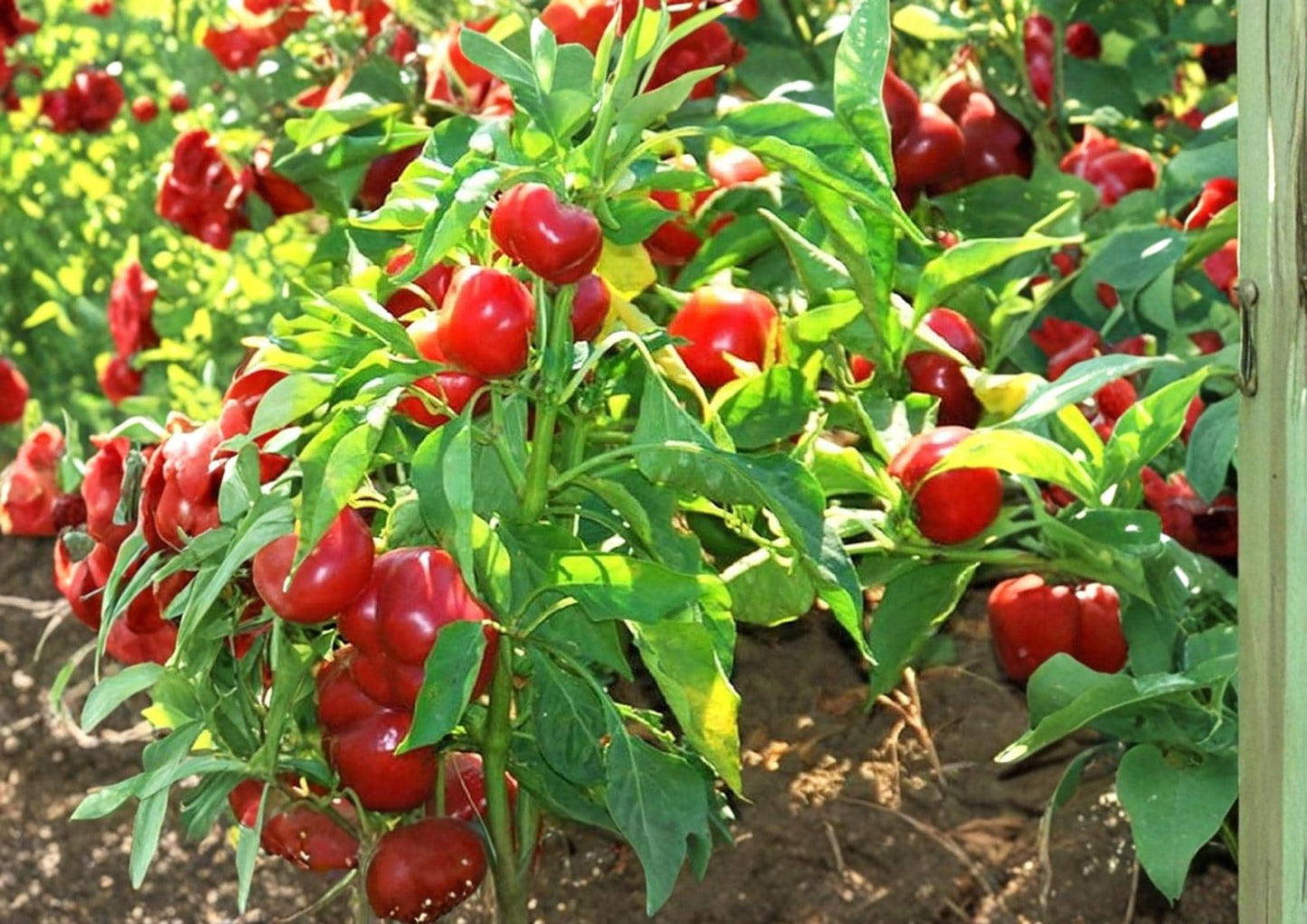 Red Cherry Sweet Pepper Seeds - 25 Heirloom Seeds for Mild Peppers - Capsicum annuum - Easy to Grow