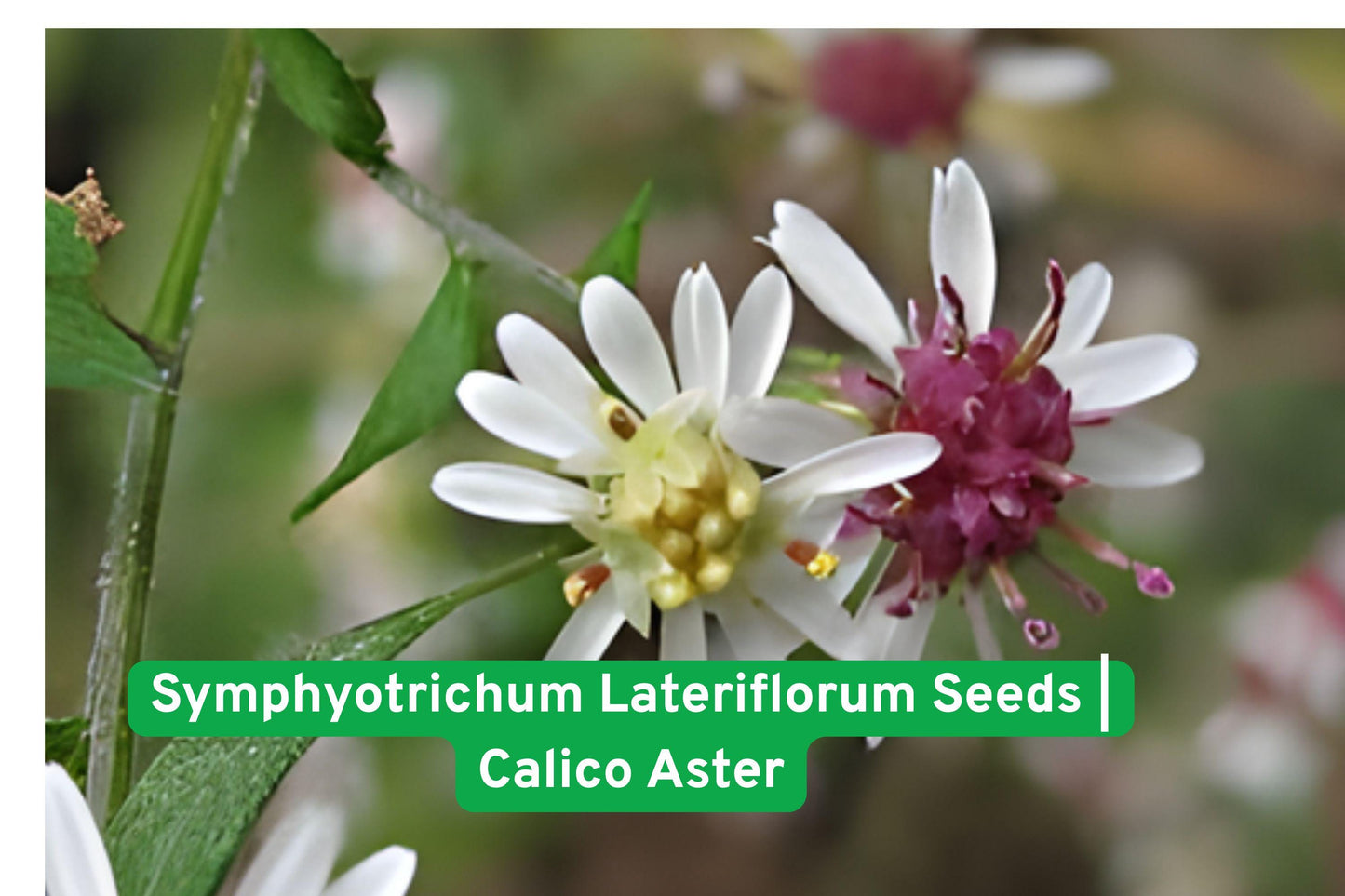 Calico Aster Seeds | Symphyotrichum Lateriflorum | Native Perennial Wildflower | Late-Season Pollinator Support